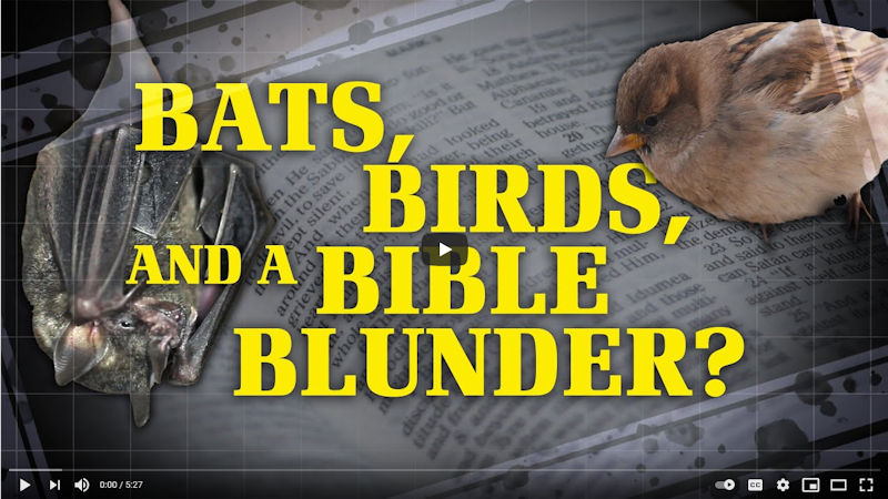 Bats, Birds, and a Bible Blunder?