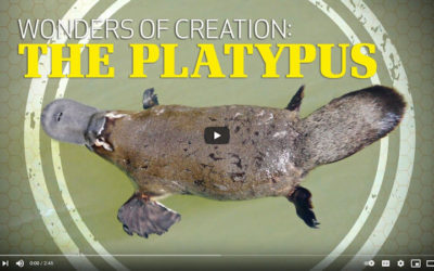 Wonders of Creation: The Platypus