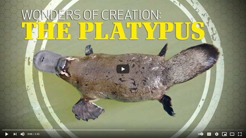 Wonders of Creation: The Platypus