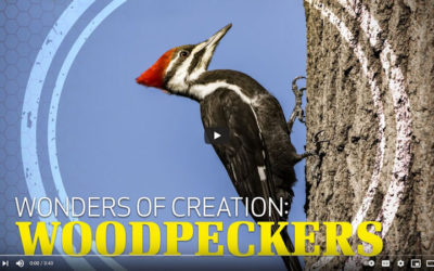 Wonders of Creation: Woodpeckers