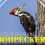 Wonders of Creation: Woodpeckers