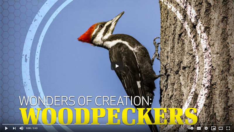 Wonders of Creation: Woodpeckers