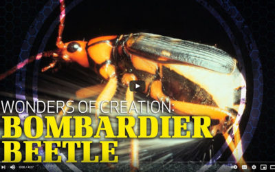 Wonders of Creation: Bombardier Beetle