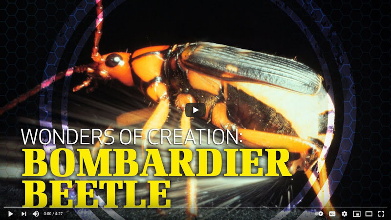 Wonders of Creation: Bombardier Beetle