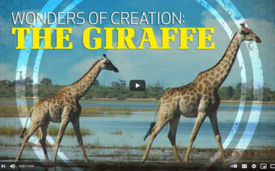 Wonders of Creation: The Giraffe