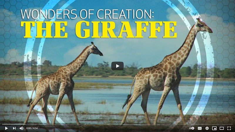 Wonders of Creation: The Giraffe