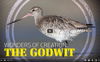 Wonders of Creation: The Godwit