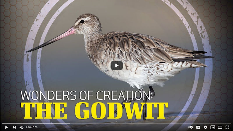 Wonders of Creation: The Godwit