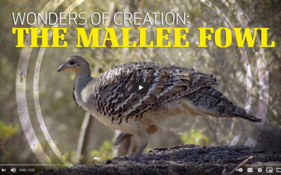 Wonders of Creation: The Mallee Fowl