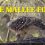Wonders of Creation: The Mallee Fowl