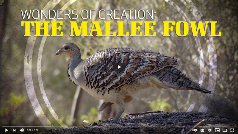 Wonders of Creation: The Mallee Fowl