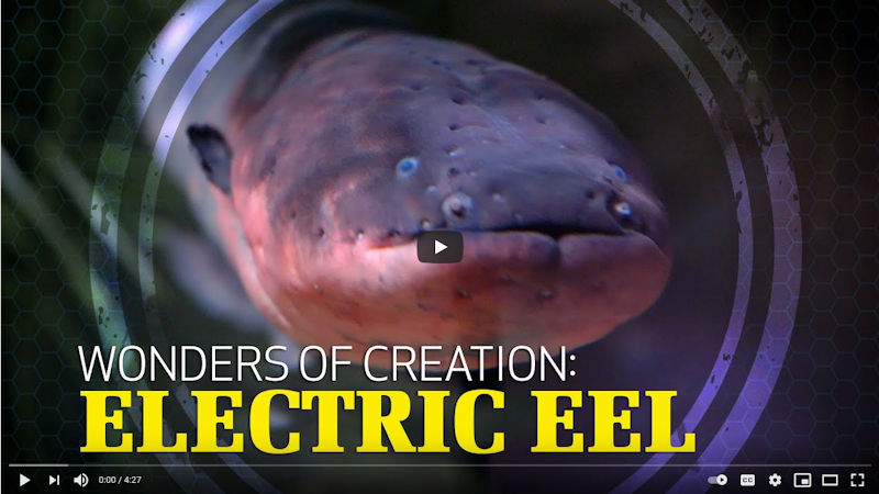 Wonders of Creation: Electric Eel