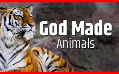 God Made Animals