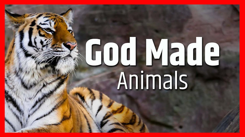 God Made Animals
