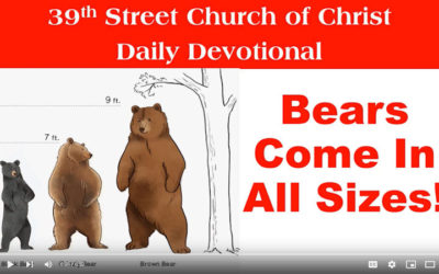 Bears Come In All Sizes