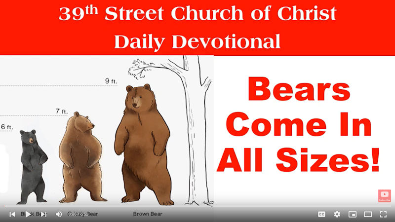 Bears Come In All Sizes