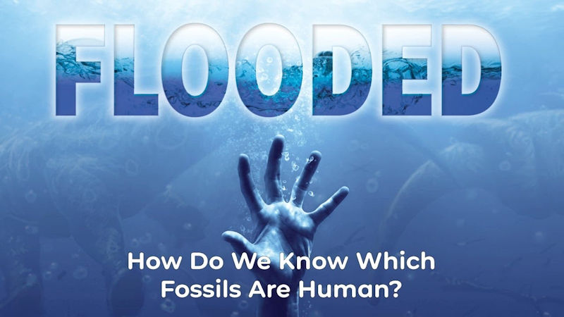 How Do We Know Which Fossils Are Human?