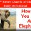How Do You Eat An Elephant