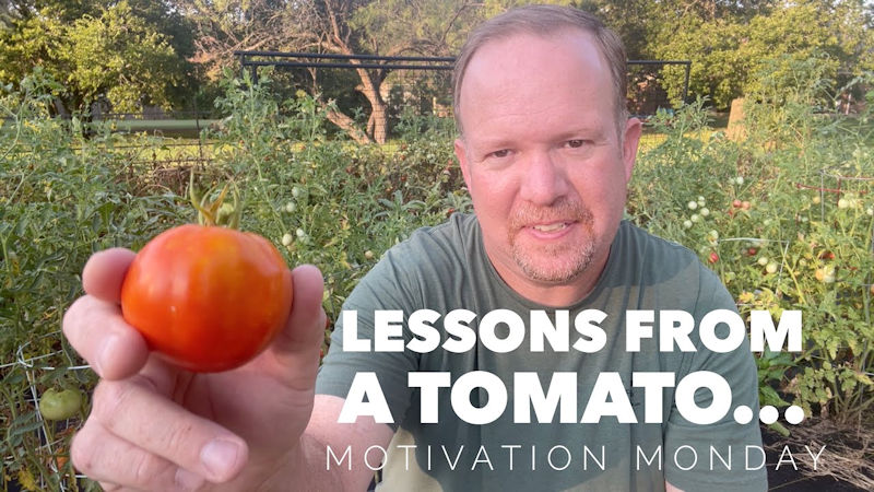 Lessons from a tomato…