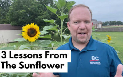 3 Lessons From The Sunflower