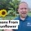3 Lessons From The Sunflower