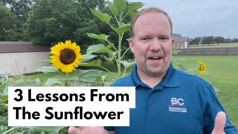 3 Lessons From The Sunflower