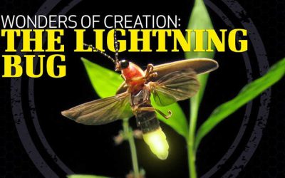 Wonders of Creation: Lightning Bugs