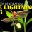 Wonders of Creation: Lightning Bugs
