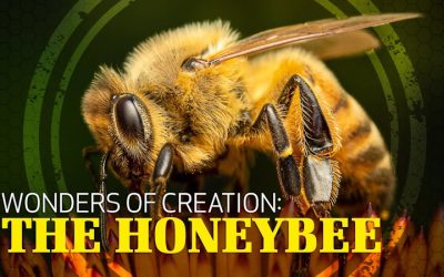Wonders of Creation: Honeybees