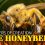 Wonders of Creation: Honeybees