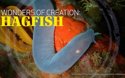 Wonders of Creation: Hagfish