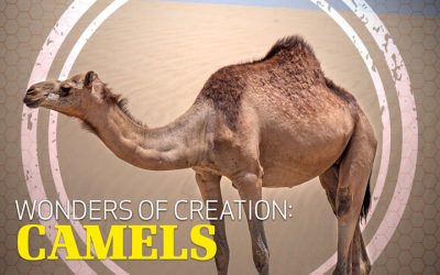 Wonders of Creation: Camels