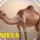 Wonders of Creation: Camels