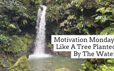 Like A Tree Planted By The Water