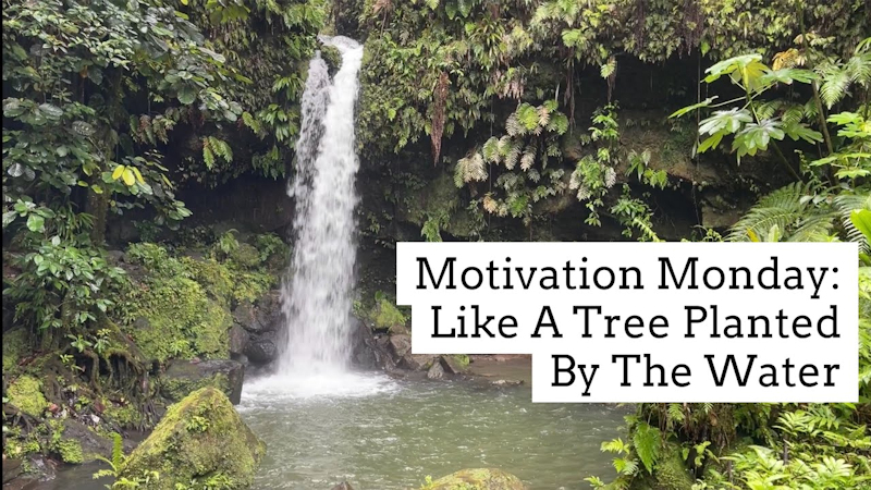 Like A Tree Planted By The Water