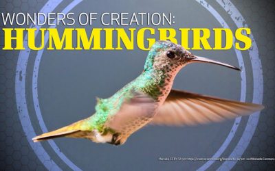 Wonders of Creation: Hummingbirds