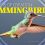 Wonders of Creation: Hummingbirds