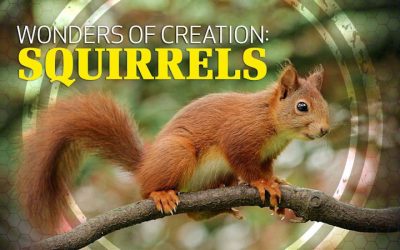 Wonders of Creation: Squirrels