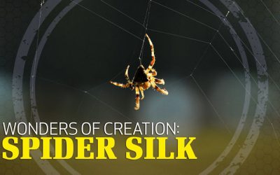 Wonders of Creation: Spider Silk