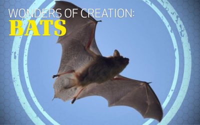Wonders of Creation: Bats
