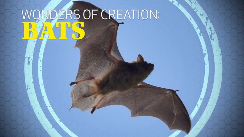 Wonders of Creation: Bats