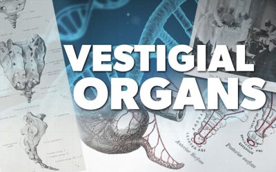 Vestigial Organs